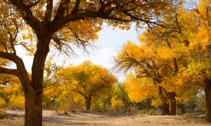 poplar trees in autumn