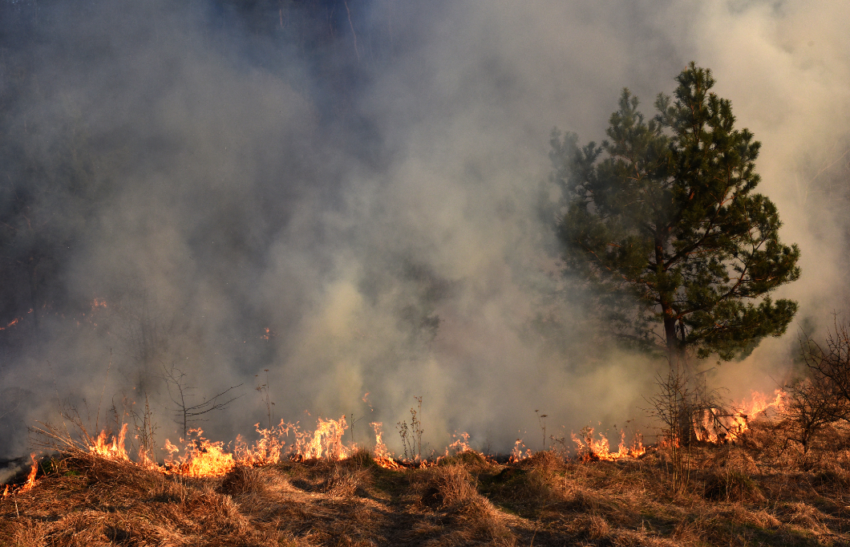 fires burning in forest