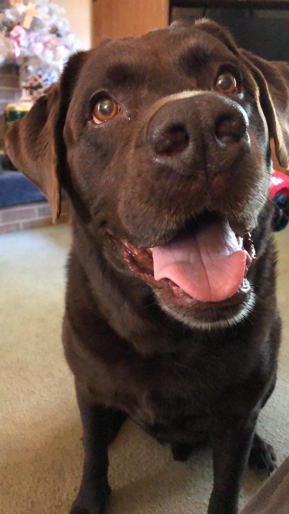 Close-up photo of Wendy Clements’ beloved chocolate Lab, looking up with bright brown eyes and his tongue out in a happy expression.