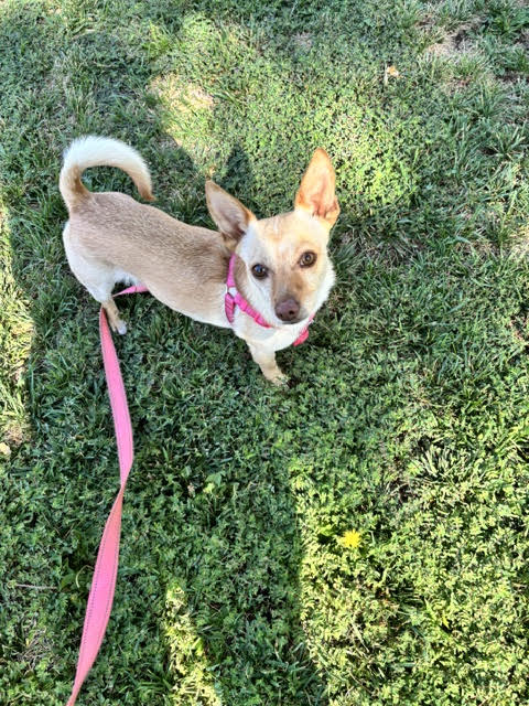 Small tan dog wearing a pink harness and leash, standing in the grass and looking up at the camera.