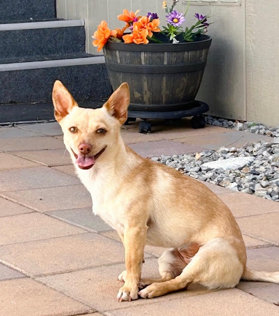 Small tan dog sitting on a patio in front of a planter filled with colorful flowers.