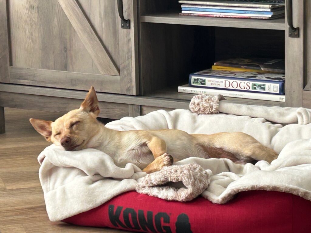 : Small tan dog sleeping comfortably on a soft blanket in a red dog bed inside the house.
